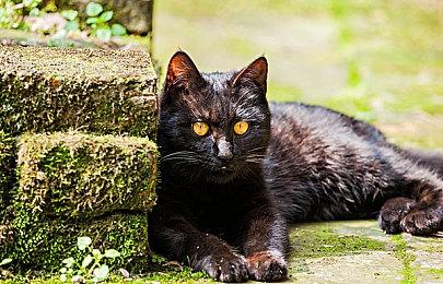 2D动作RPG《失落史诗》实体版将于8月8日发售